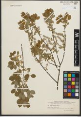Foto von Salix starkeana Willd.